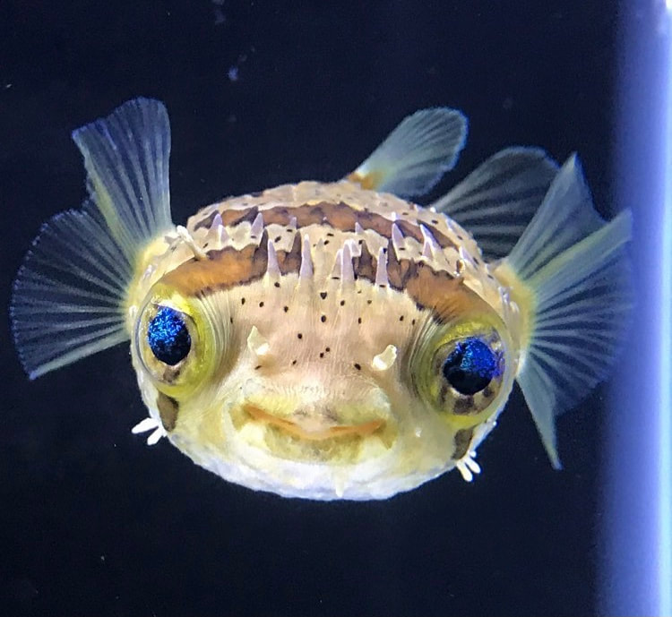 Image of pufferfish